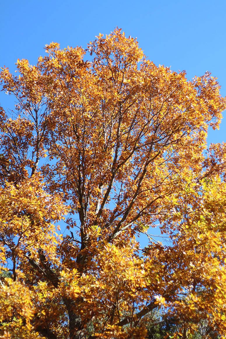 CasualAutumn_EliG_LostiVogue_07
