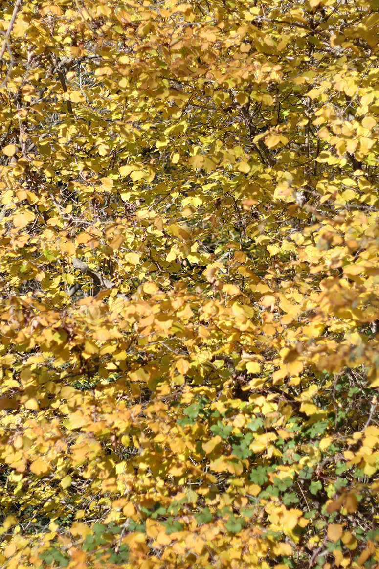 CasualAutumn_EliG_LostiVogue_09