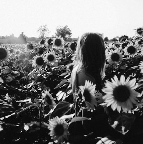 sunflower-field